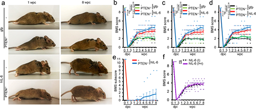 Hyper-IL-6促进功能恢复(来源:Nature)